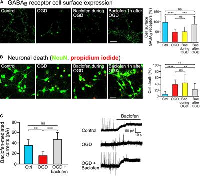 Sustained Baclofen-Induced Activation of GABAB Receptors After Cerebral Ischemia Restores Receptor Expression and Function and Limits Progressing Loss of Neurons